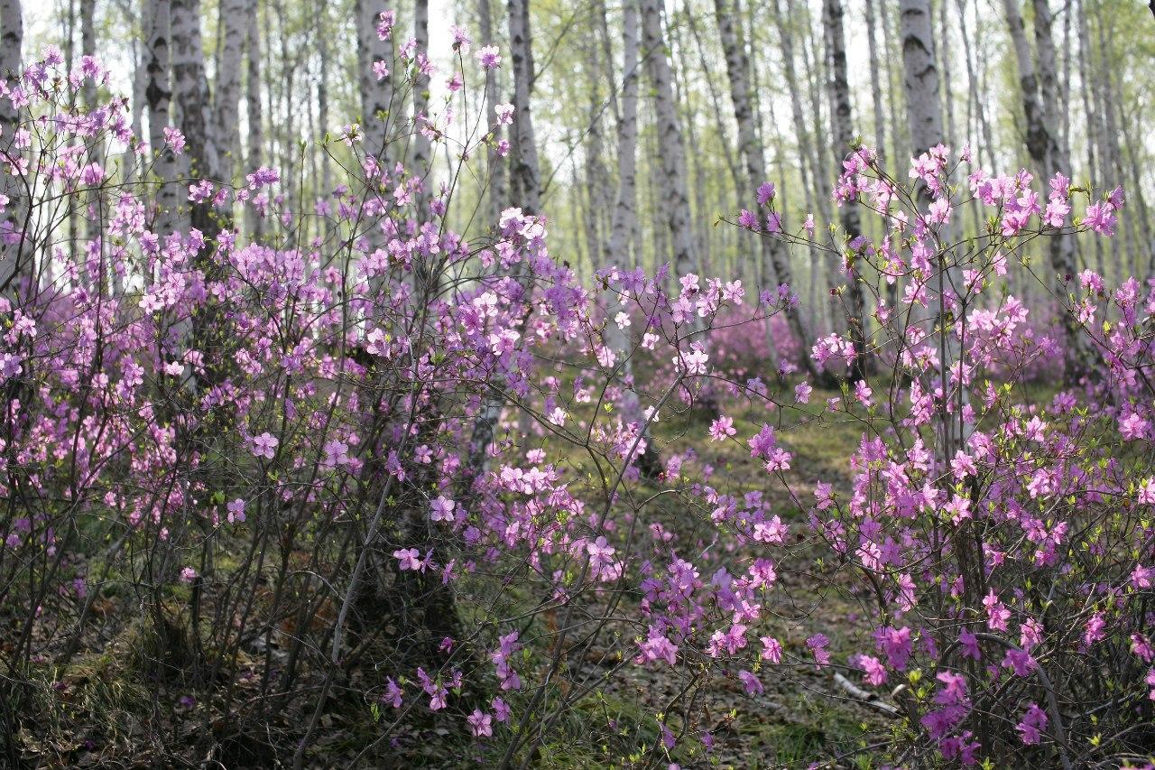 Багульник от кашля