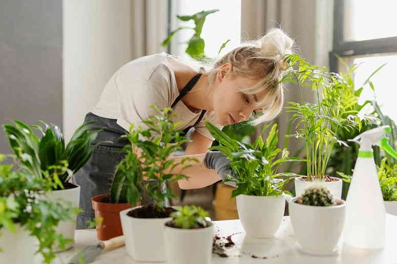 8 растений для тех, кому скучно выращивать суккуленты