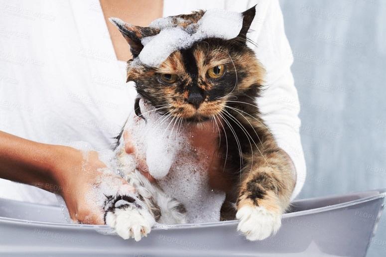 Какие кошки не боятся воды