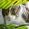 Самые безопасные для кошек растения