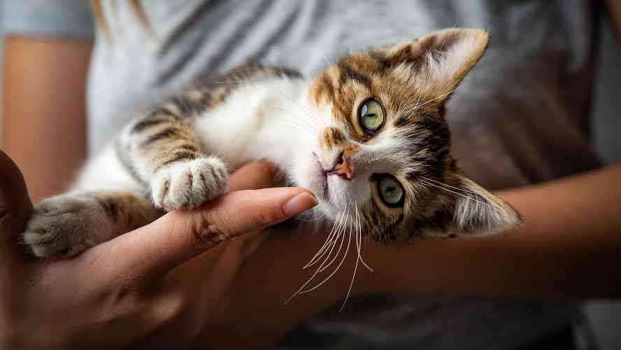 Почему считается, что кошка способна сделать дом уютным
