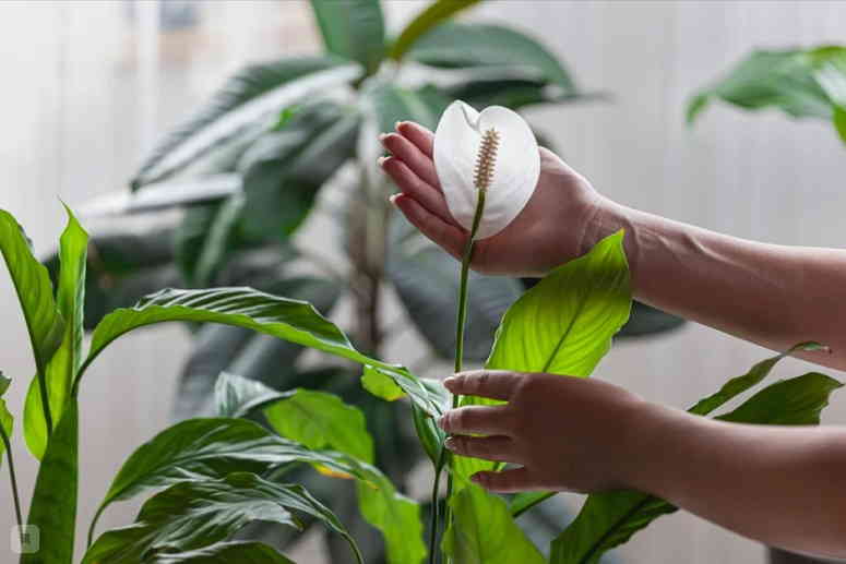 Цветок «женское счастье»: уход за спатифиллумом
