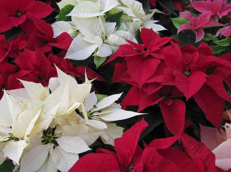 Пуансеттия — одно из самых узнаваемых растений на планете